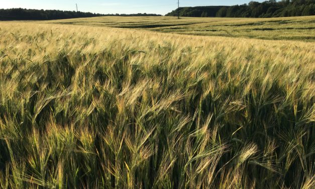 Зерні на полі твайго сэрца