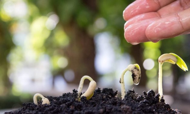 Быць сейбітамі надзеі