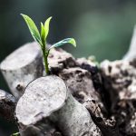 Божыя абяцанні — утопія ці крыніца надзеі?